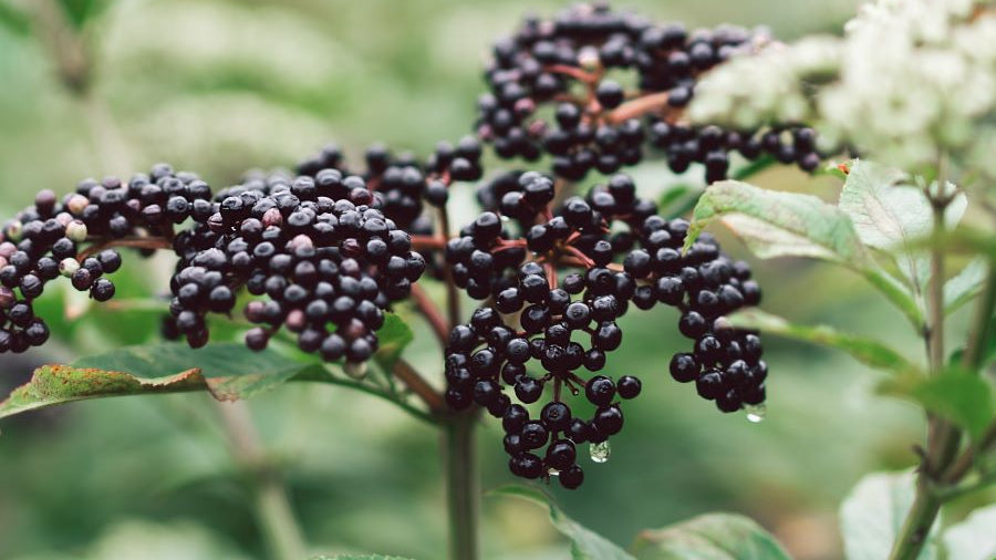 Elderberry’s Powerful Benefits for Immunity, Gut and Brain Health