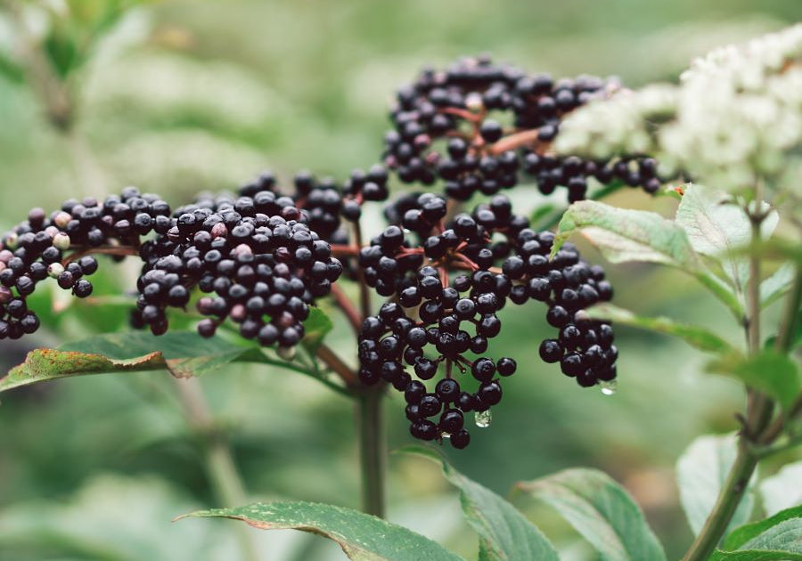 Elderberry’s Powerful Benefits for Immunity, Gut and Brain Health