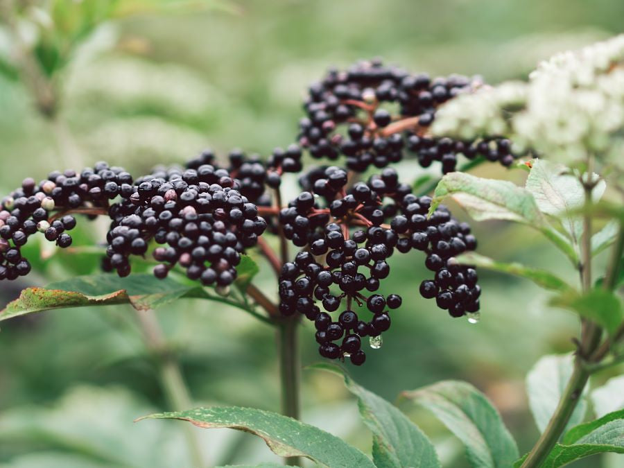 Elderberry’s Powerful Benefits for Immunity, Gut and Brain Health