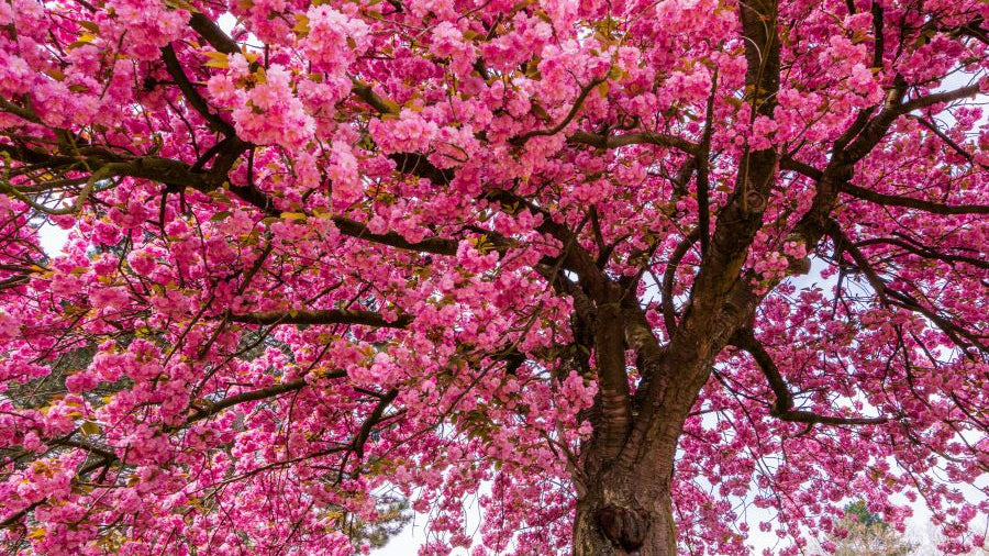 Allergies and the Gut-Immune-Histamine Connection