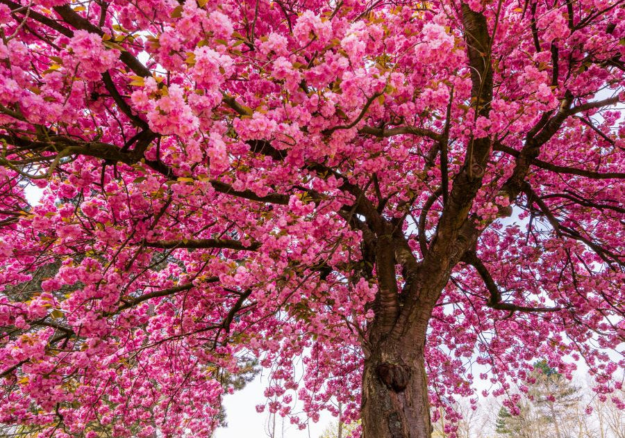 Allergies and the Gut-Immune-Histamine Connection