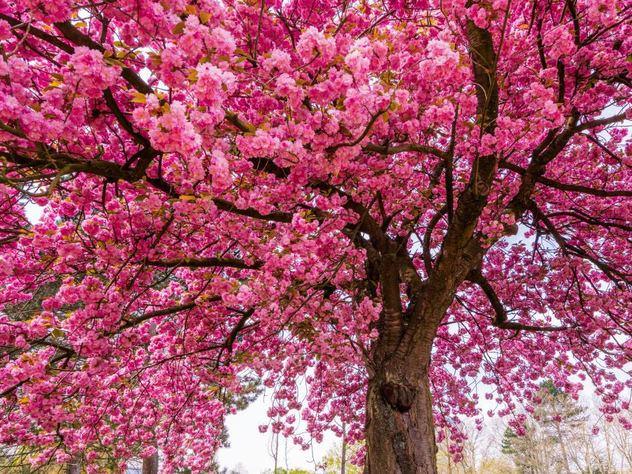 Allergies and the Gut-Immune-Histamine Connection