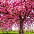 Allergies and the Gut-Immune-Histamine Connection