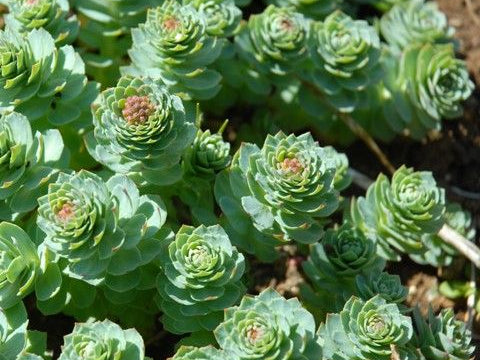 Rhodiola Helps Stress, Adrenals, Stamina