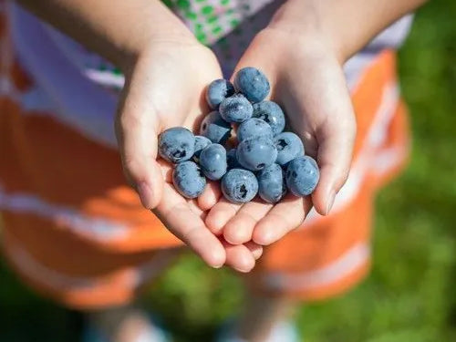 Pterostilbene -- An Ancient Prized Health Tonic