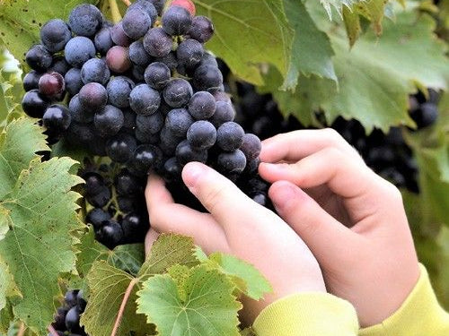 Grape Seed Extract: Versatile and Valued Antioxidant