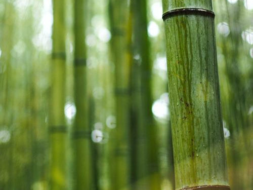 Silica – Supports Your Bones, Joints, Nails and More