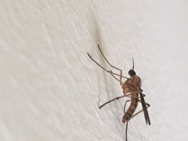 Mosquitoes Bugging You? Nutrition Can Help