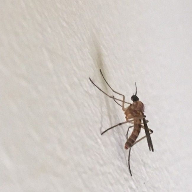 Mosquitoes Bugging You? Nutrition Can Help