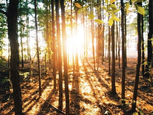 Quercetin – Nature’s Powerhouse Bioflavonoid