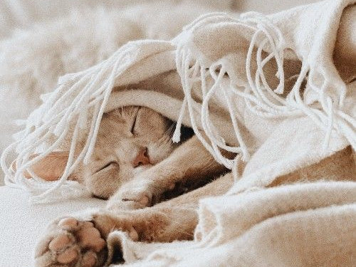 Self-Care Tips for Immune System Empowerment