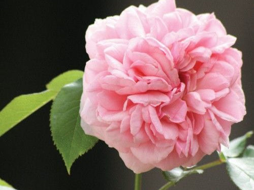 Feminine Hygiene Products: Protect Yourself From Hidden Toxins