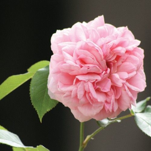 Feminine Hygiene Products: Protect Yourself From Hidden Toxins