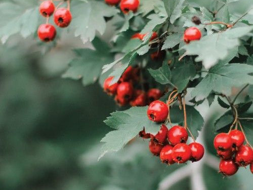 Six Benefits of Hawthorn Berry