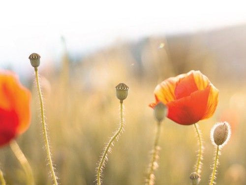 Cartilage and Brain Health Linked with Mitochondria and Circadian Rhythm