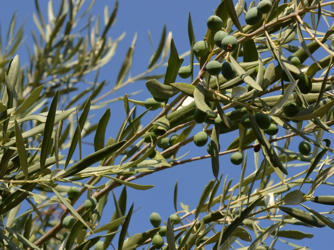 Superior Benefits of Olive Leaf Extract