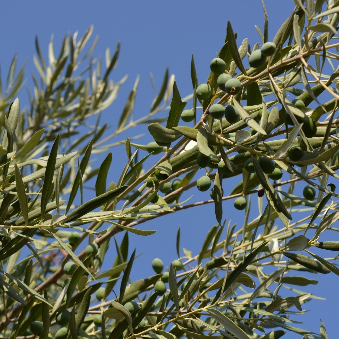 Superior Benefits of Olive Leaf Extract