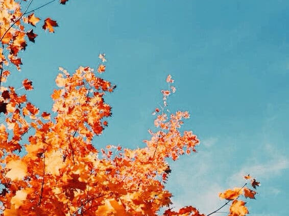 Restore Health After an Immune Challenge