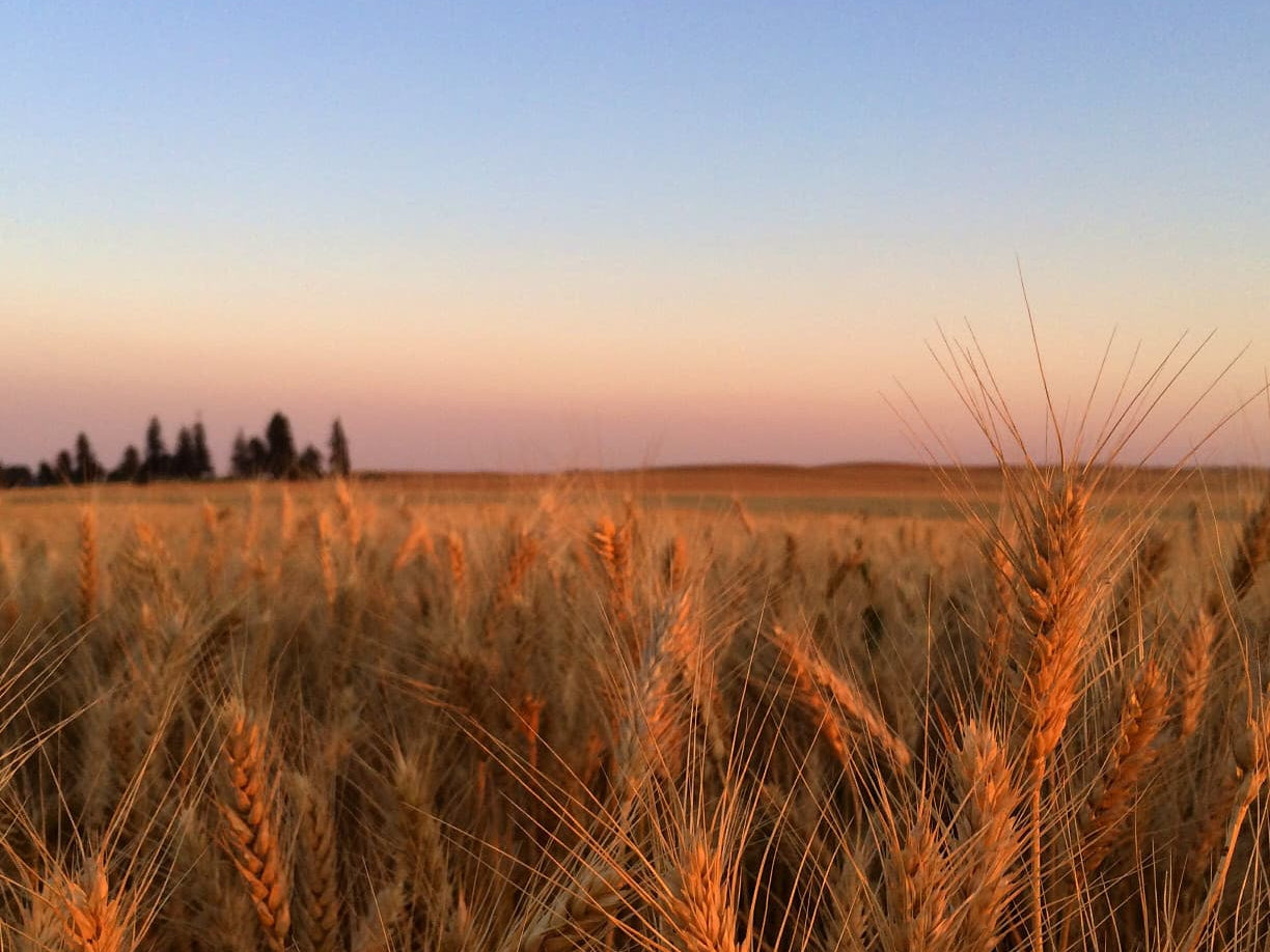 Glyphosate in Water, Soil, Food – Protect Your Health