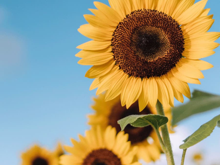 Four Ways to Revive Your Energy and Mood