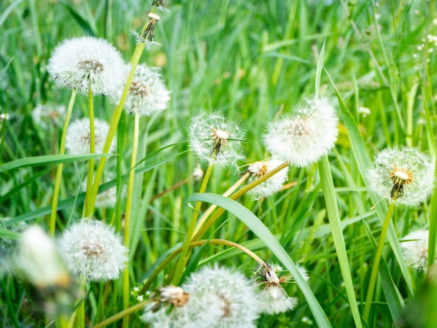 PEA for Healthy Mast Cell Activity