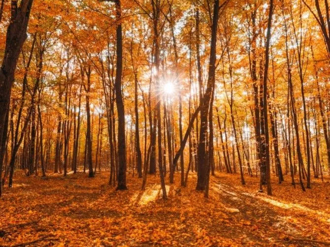 The Hidden Impact: Meds that Deplete Vitamin D and How it Affects Your Health