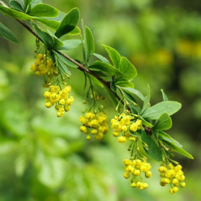 Berberine Naturally Helps Metabolic Health