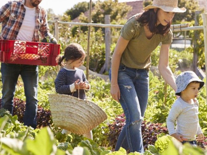 Environmental Toxins Affect Your Thyroid and Health