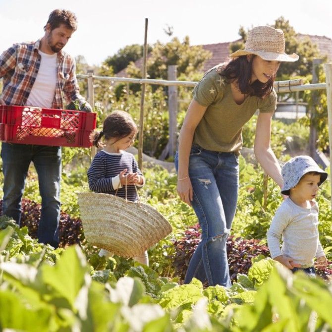 Environmental Toxins Affect Your Thyroid and Health