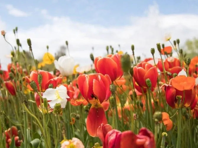 5 New Wellness Resources Supplements for Optimum Health