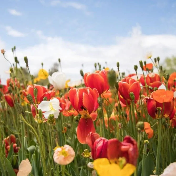 5 New Wellness Resources Supplements for Optimum Health