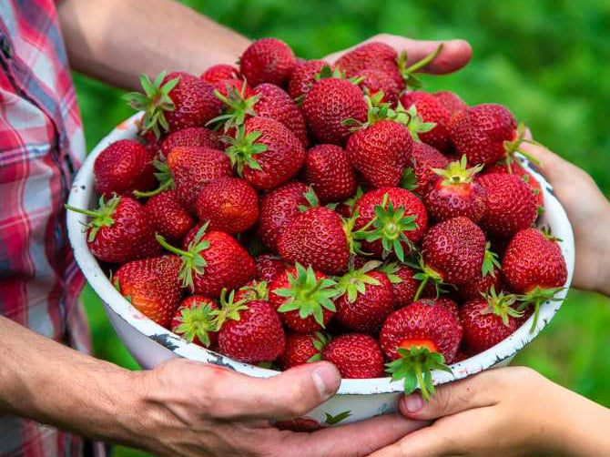 Fisetin: The Natural Senolytic for Anti-Aging and Healthy Living