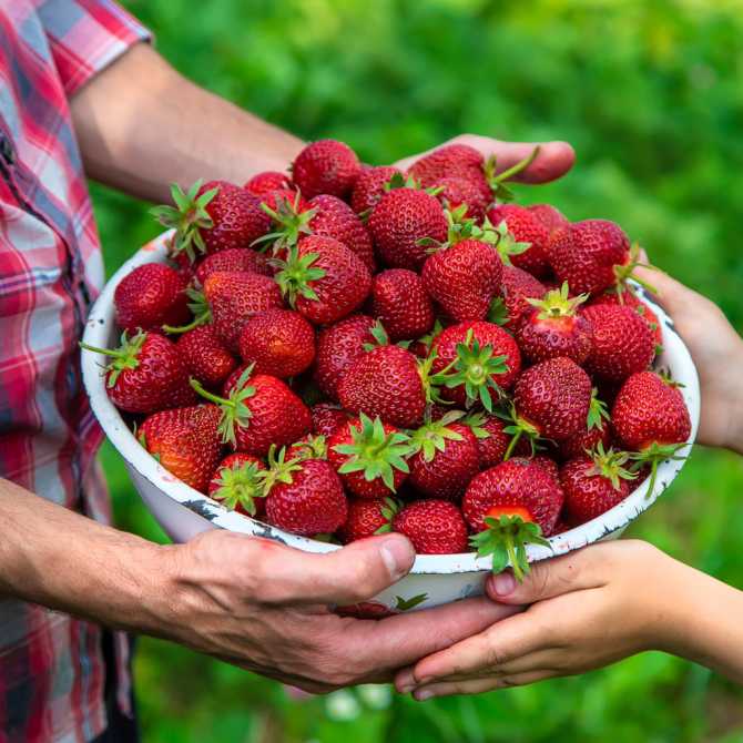 Fisetin: The Natural Senolytic for Anti-Aging and Healthy Living