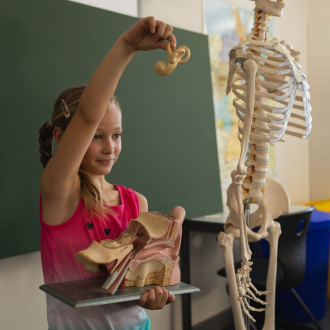 Body Trivia: Discover the Amazing Facts About Your Body