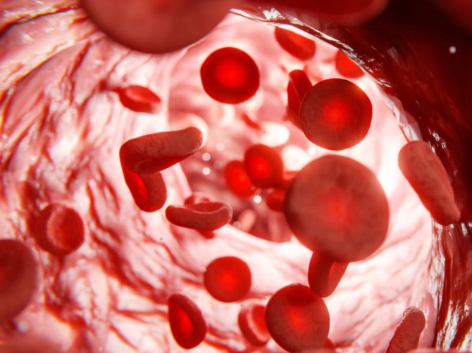 What Are Endothelial Cells and How Do They Impact Heart Health?
