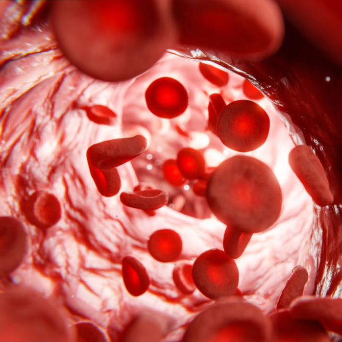 What Are Endothelial Cells and How Do They Impact Heart Health?