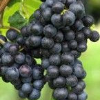 Leptin Problems Cause Psoriasis