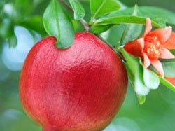 Infants Grow Better on Multiple Vitamins