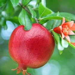 Infants Grow Better on Multiple Vitamins