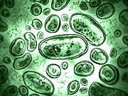 How Hostile Bacteria Take Up Unwanted Residence