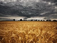 Monsanto Frankenfoods Take Aim at Wheat