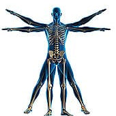 The New World of Bones – Thyroid, Leptin, Blood Sugar, and Bone Strength