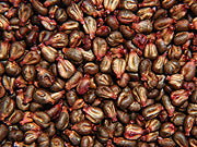 Is Bisphenol A (BPA) Altering Sexual Behavior in Humans?