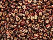 Is Bisphenol A (BPA) Altering Sexual Behavior in Humans?