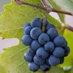 Avandia and Actos Increase Fracture Risk