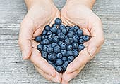 Blueberries Help Prevent High Blood Pressure