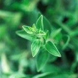 Oregano Oil as a Weight Loss Nutrient