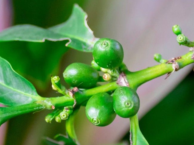 Significant Weight Loss from Green Coffee Beans