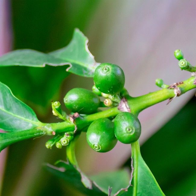 Significant Weight Loss from Green Coffee Beans