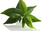 Green Tea Turns on Fat Burning Gene